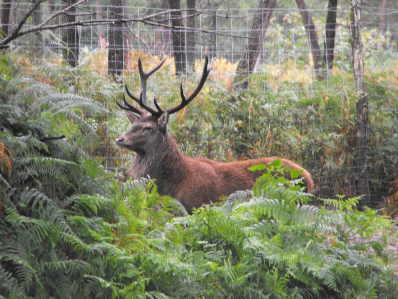 Cabane Des Cerfs Allons  ภายนอก รูปภาพ