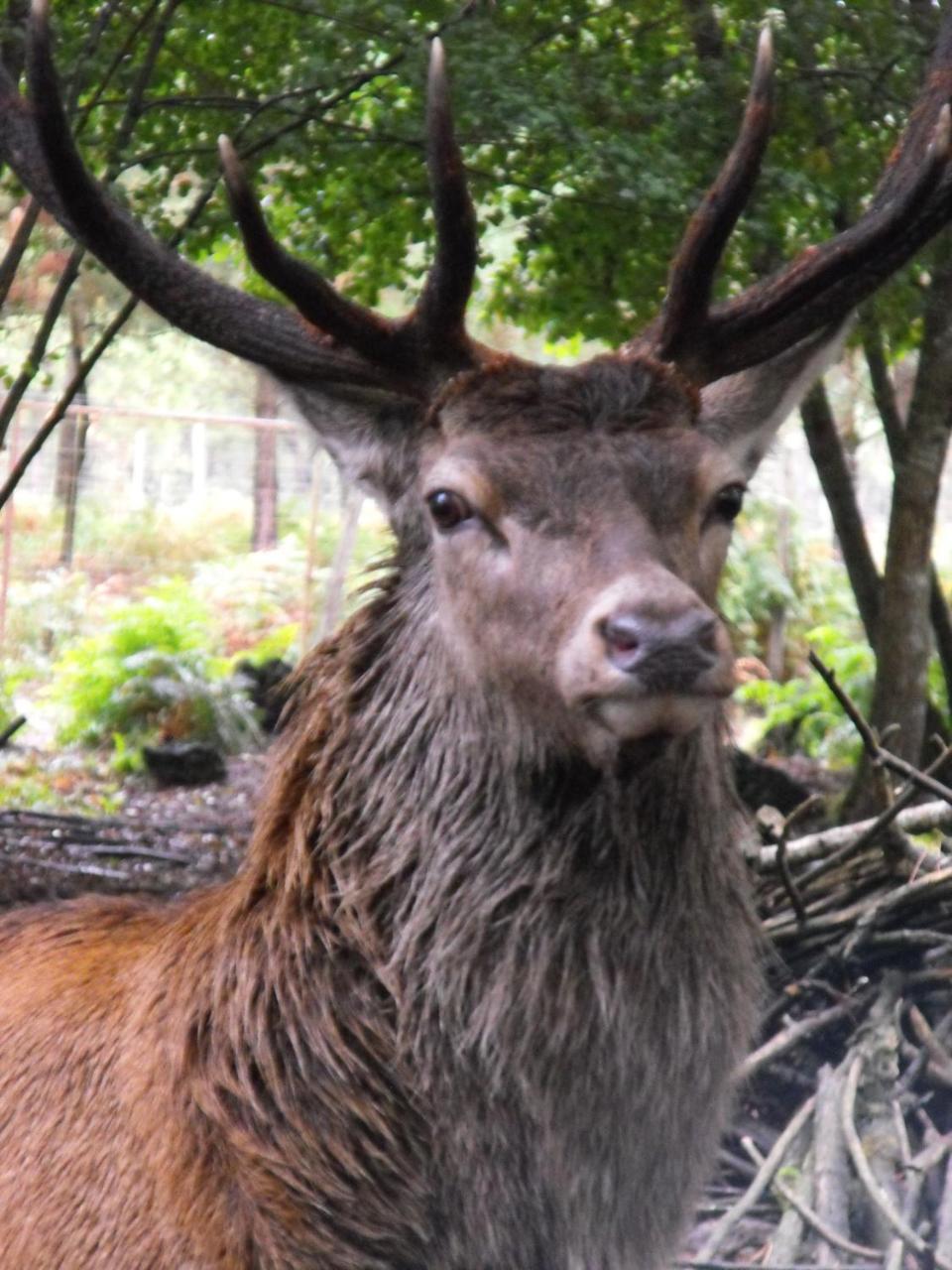 Cabane Des Cerfs Allons  ภายนอก รูปภาพ