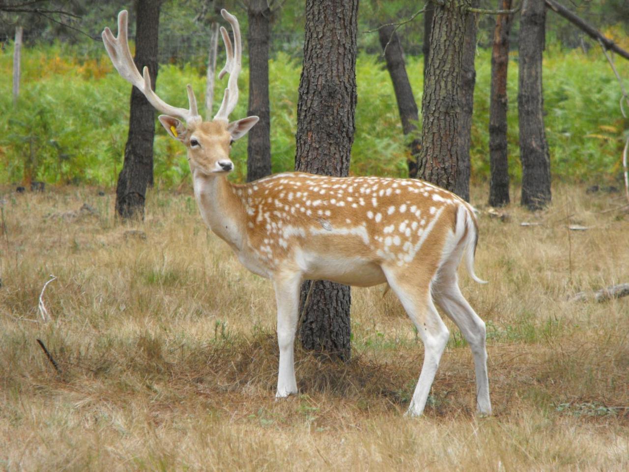 Cabane Des Cerfs Allons  ภายนอก รูปภาพ